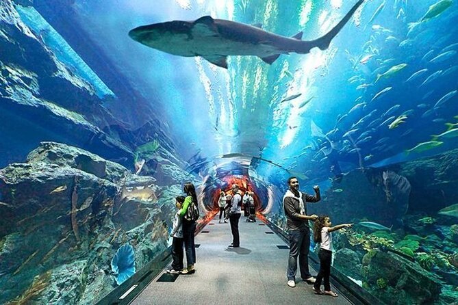 Exhibit at the Dubai Underwater Zoo