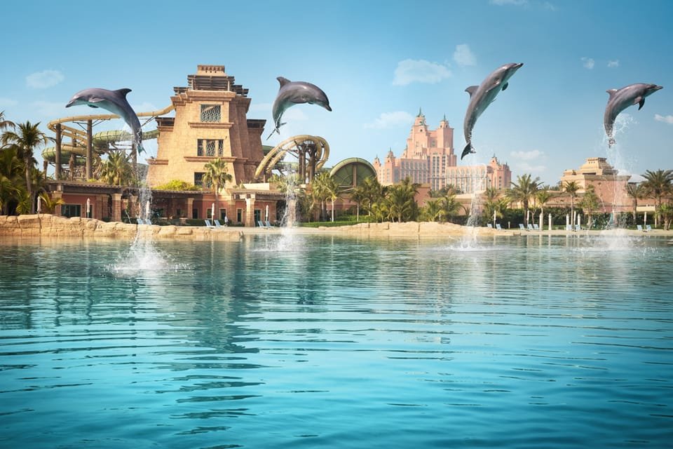 Dolphin interaction