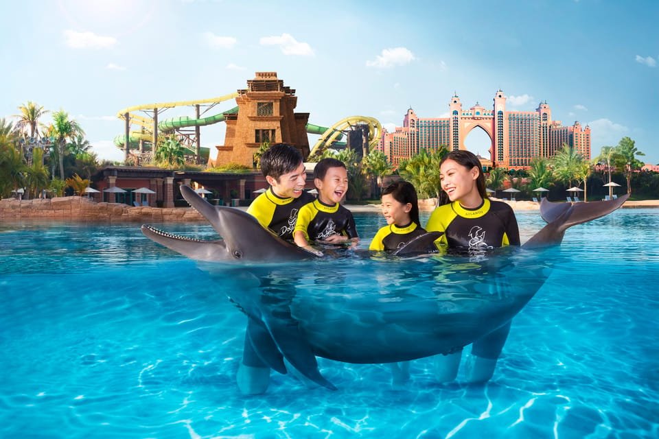 Dolphin swimming