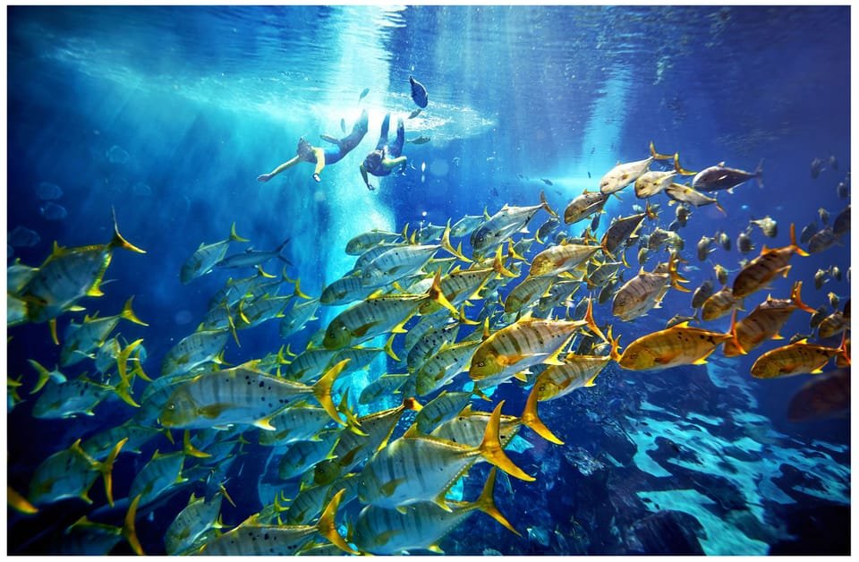 Family snorkeling in aquarium