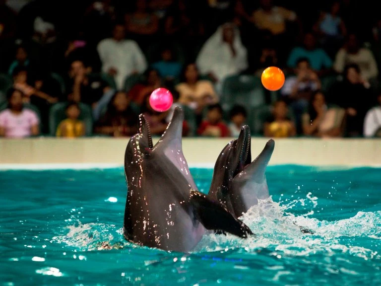 Dolphin performing at Dubai Dolphinarium show